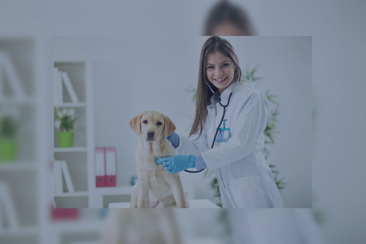 How to Market Your Veterinary Practice in 2024